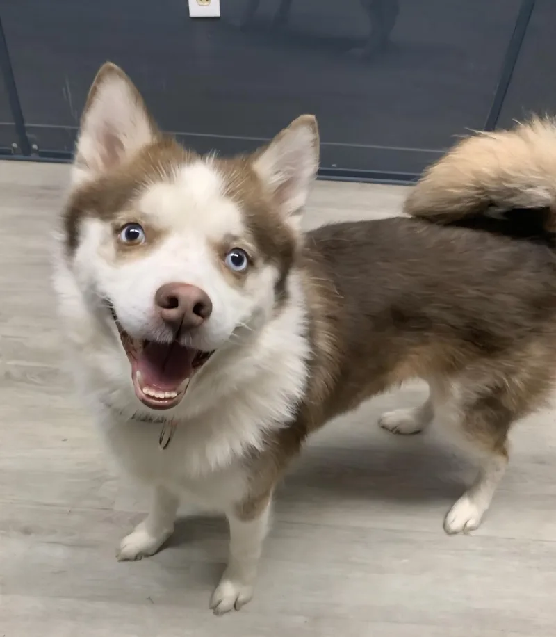 Pawsley  Prison Program