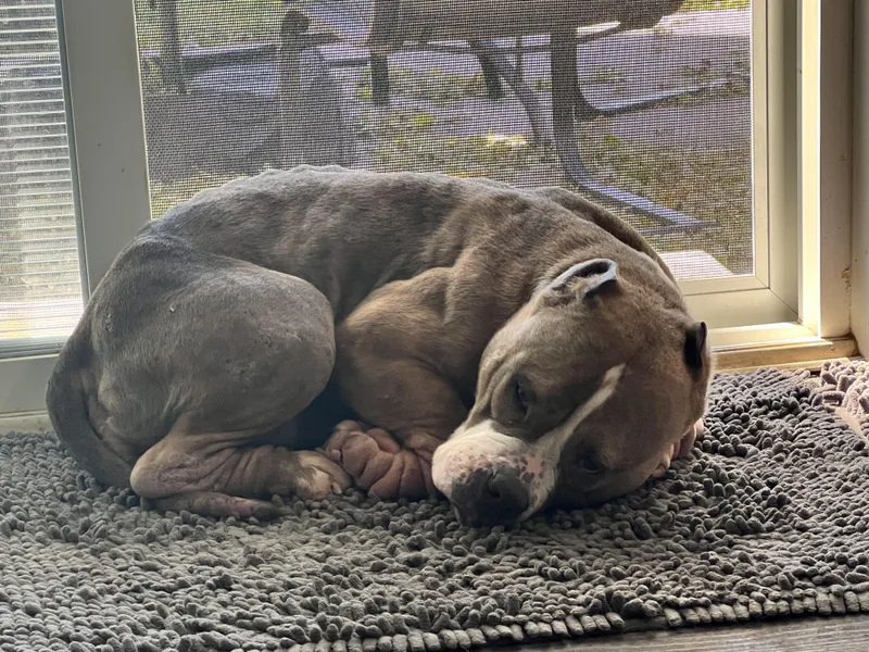 An adult medium-sized female Pit Bull Terrier dog named Jolene for adoption in Warrenville, IL