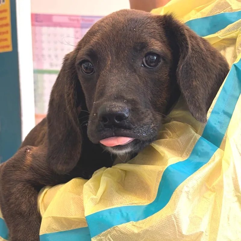 A baby small-sized female Brindle Hound dog named Lexus for adoption in Nashville, TN
