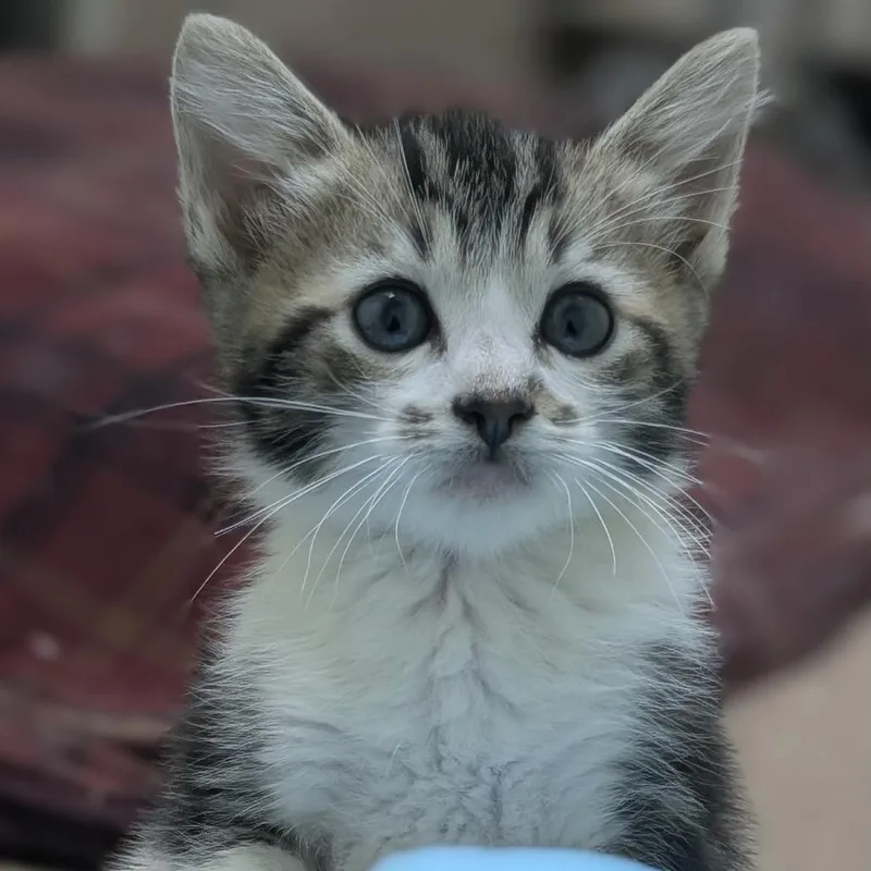 A baby small-sized male Brown / Chocolate Domestic Short Hair cat named Angus for adoption in Raleigh, NC