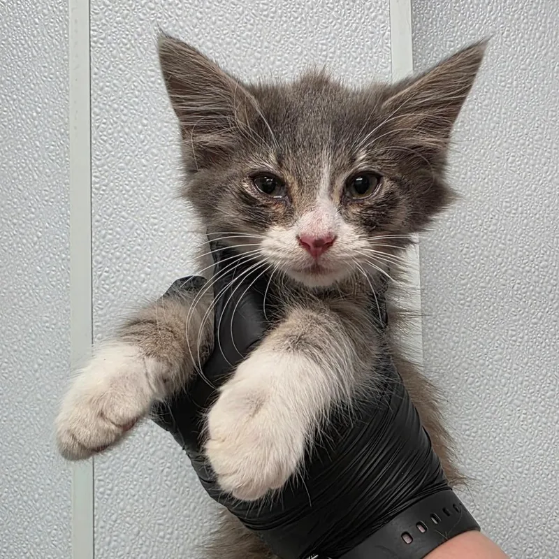 A baby small-sized male Gray / Blue / Silver Domestic Short Hair cat named Apple Pie for adoption in Abilene, TX