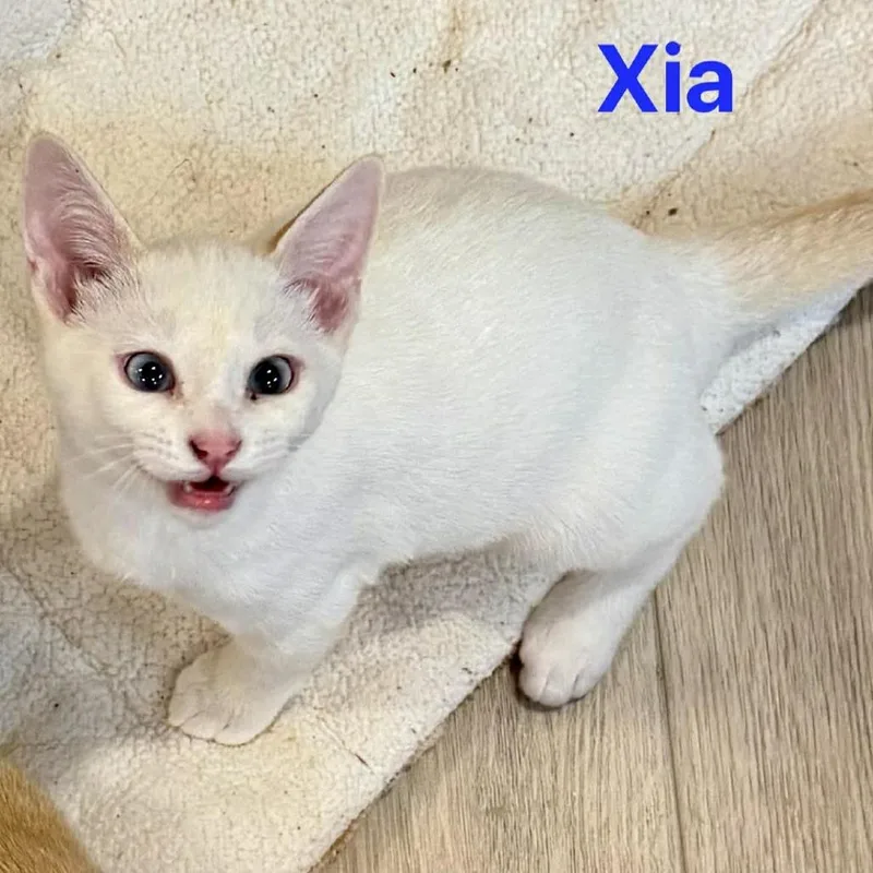 Xia Silverman