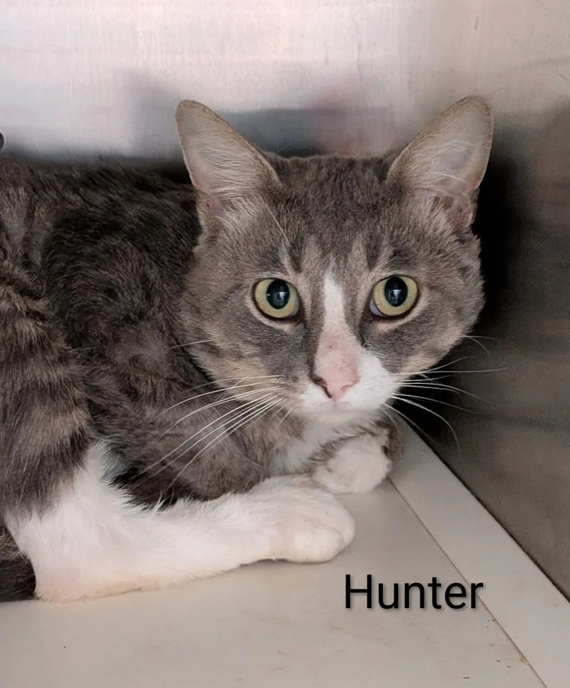 An adult medium-sized male Tabby (Gray / Blue / Silver) Domestic Medium Hair cat named Hunter for adoption in Flint, MI