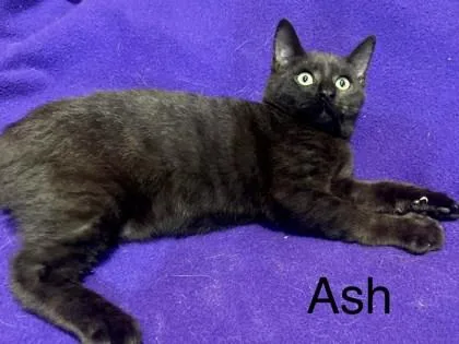 Ash