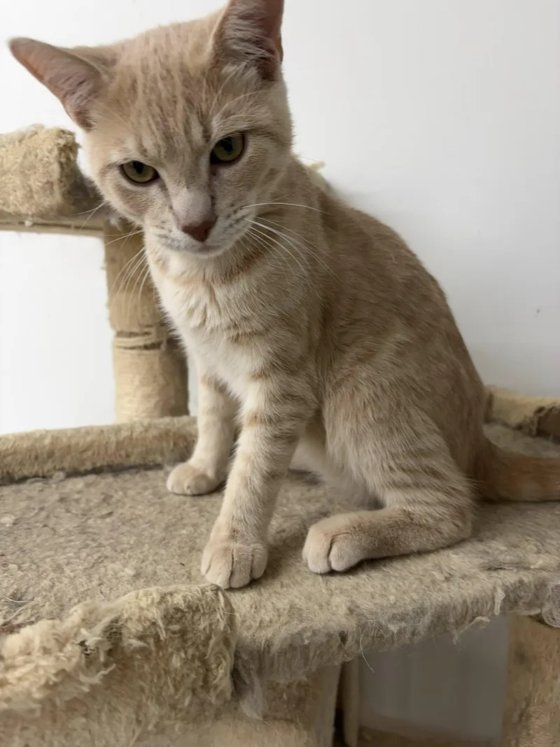 Mickey Tight Paws thumbnail 2