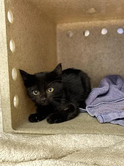 A baby small-sized male Domestic Short Hair cat named Chip for adoption in Castaic, CA