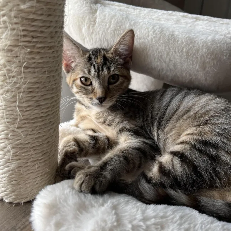 An adult small-sized female Torbie Domestic Short Hair cat named Layla for adoption in Toledo, OH
