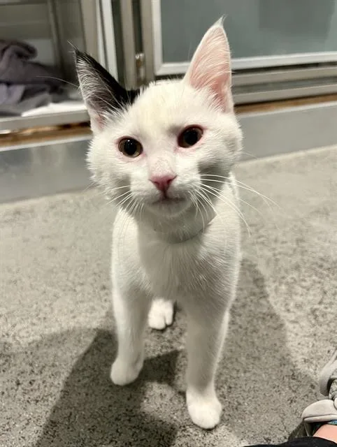 A baby small-sized female Domestic Short Hair cat named Bowie for adoption in San Francisco, CA