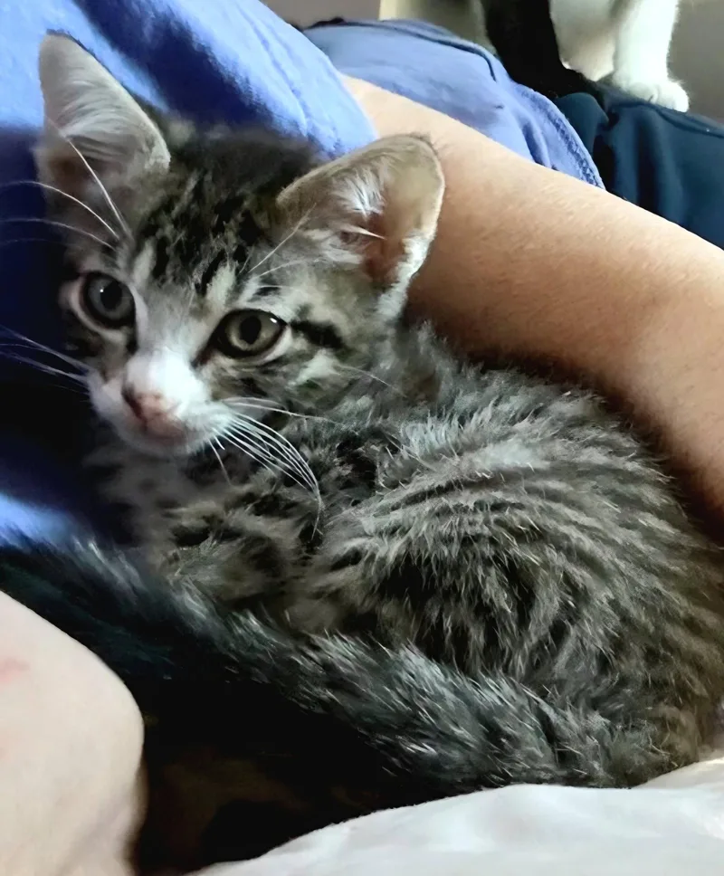 A baby medium-sized male Tabby cat named Rufus for adoption in Campbell, CA
