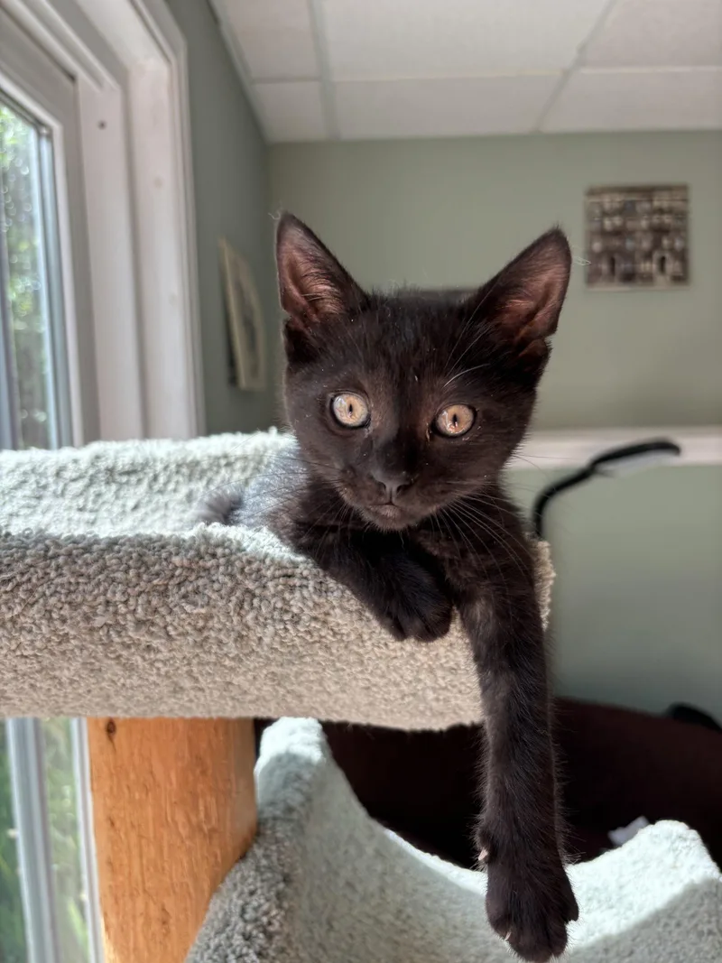 A baby small-sized male Black Domestic Short Hair cat named Larry for adoption in Kenosha, WI