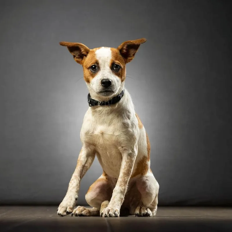 A young small-sized female Apricot / Beige Mixed Breed dog named Moana for adoption in Jupiter, FL