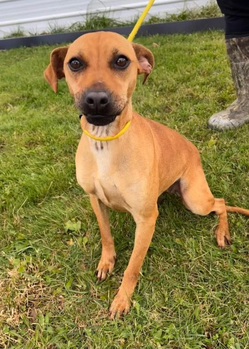 A young medium-sized female Terrier dog named Sally for adoption in Westminster, MD