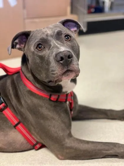 Kingston thumbnail 2