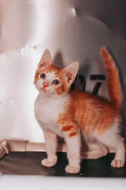 A young small-sized male Domestic Short Hair cat named B Caspian for adoption in North Charleston, SC