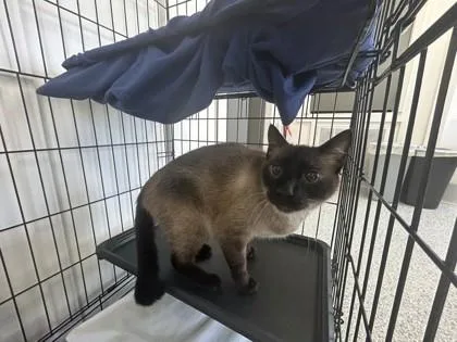 An adult small-sized male Siamese cat named Temu for adoption in West Memphis, AR