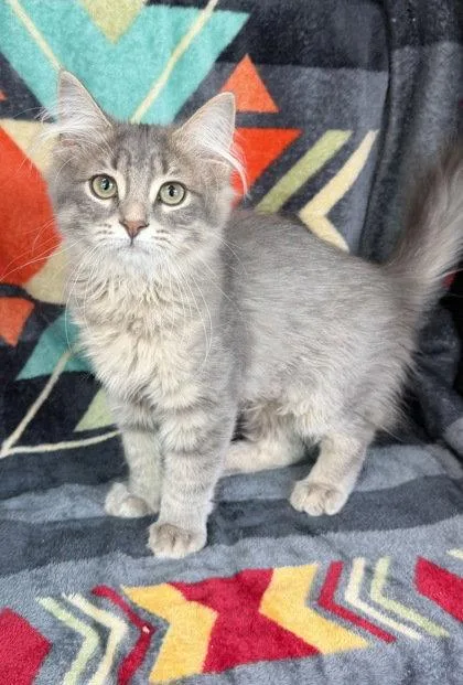 A baby medium-sized female Domestic Medium Hair cat named 7128 (Lollipop) for adoption in Lake City, MI
