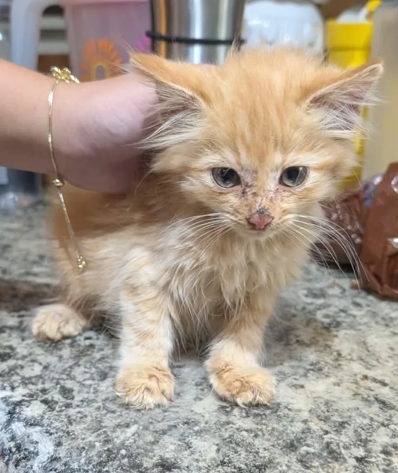 A baby medium-sized male Domestic Long Hair cat named Cider for adoption in Portland, IN