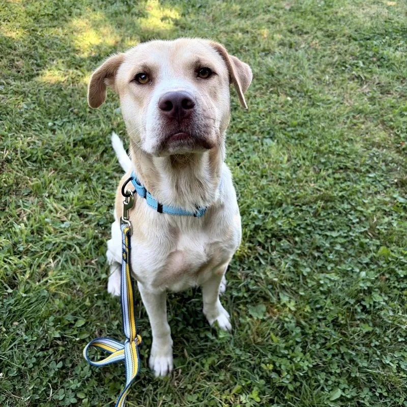 An adult medium-sized male Golden Mixed Breed dog named Dylan for adoption in Middletown, RI