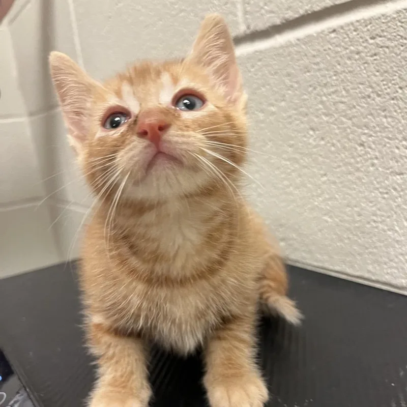 A baby small-sized male Orange / Red Domestic Short Hair cat named Specter for adoption in Bristol, IN