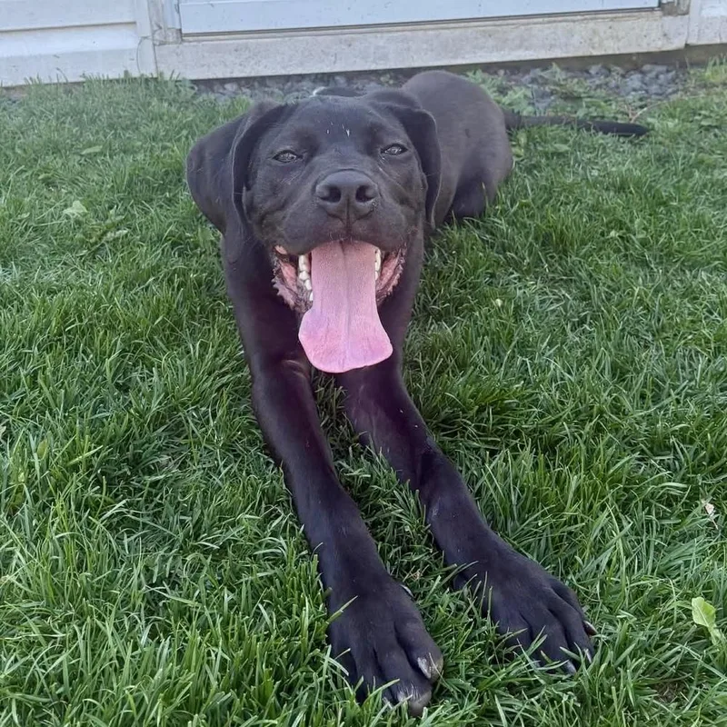 A young medium-sized male Black American Staffordshire Terrier dog named Fitz for adoption in Long Island City, NY