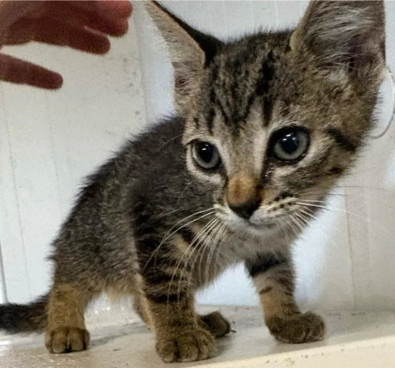A baby small-sized male Domestic Short Hair cat named Rigby for adoption in Wauchula, FL