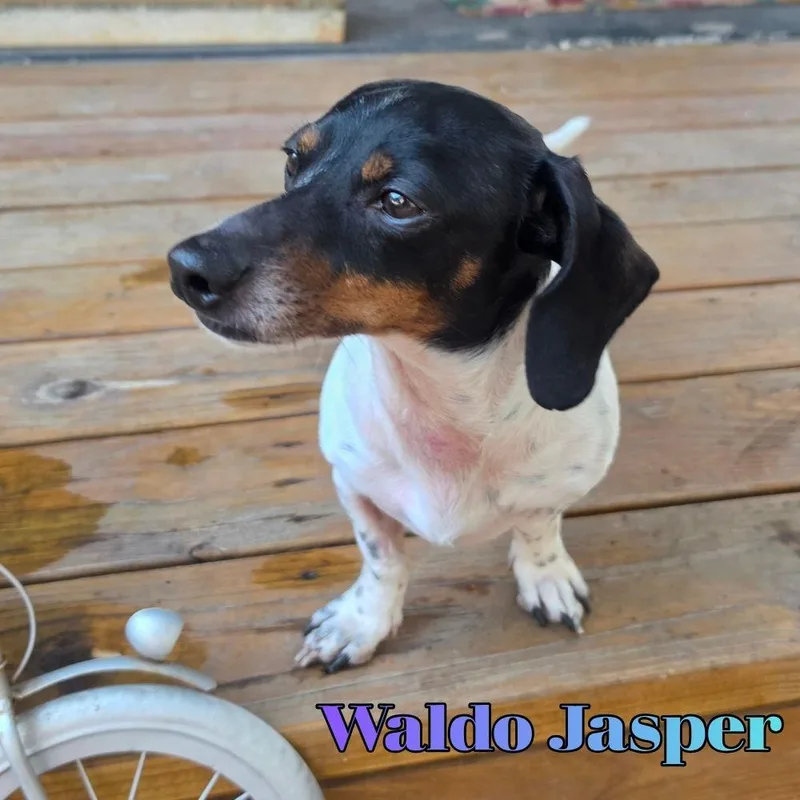 Waldo Jasper