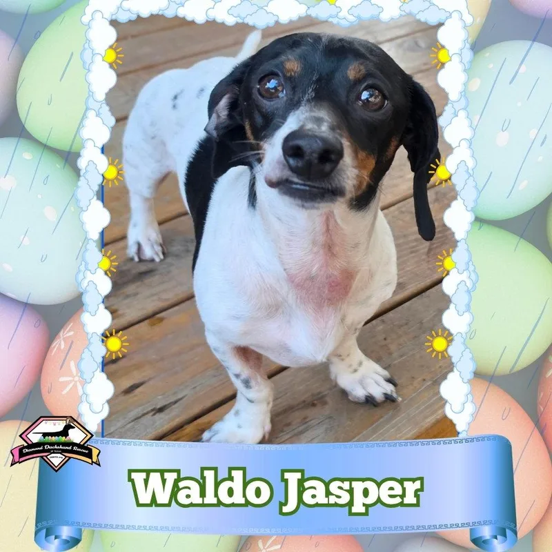 Waldo Jasper thumbnail 2