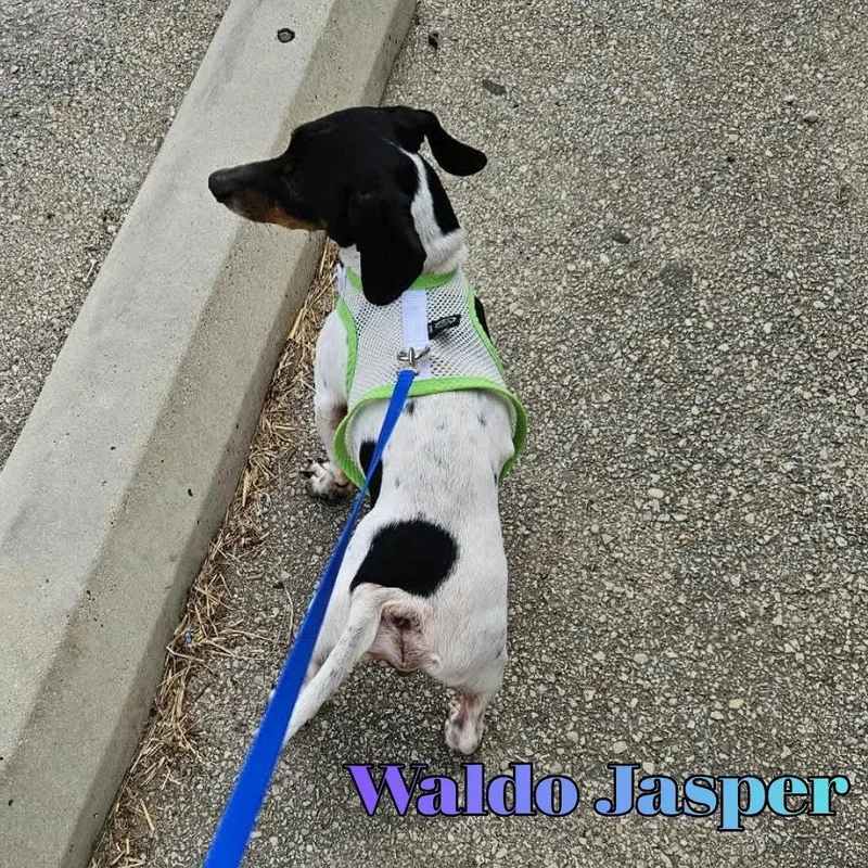 Waldo Jasper thumbnail 3