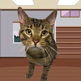 An adult large-sized male Brown / Chocolate Domestic Short Hair cat named Jabberwocky for adoption in West Olive, MI