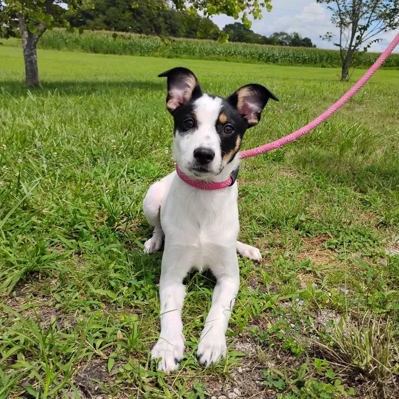 A baby small-sized female White / Cream Mixed Breed dog named Bridget for adoption in Winchester, TN