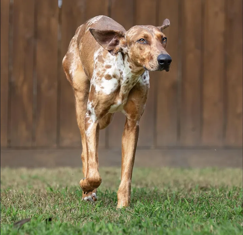 A young medium-sized female Merle (Red) Hound dog named Margaritas for adoption in Tomball, TX