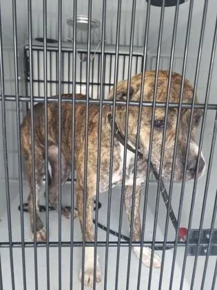 An adult medium-sized female Pit Bull Terrier dog named Saffron for adoption in Atlanta, GA