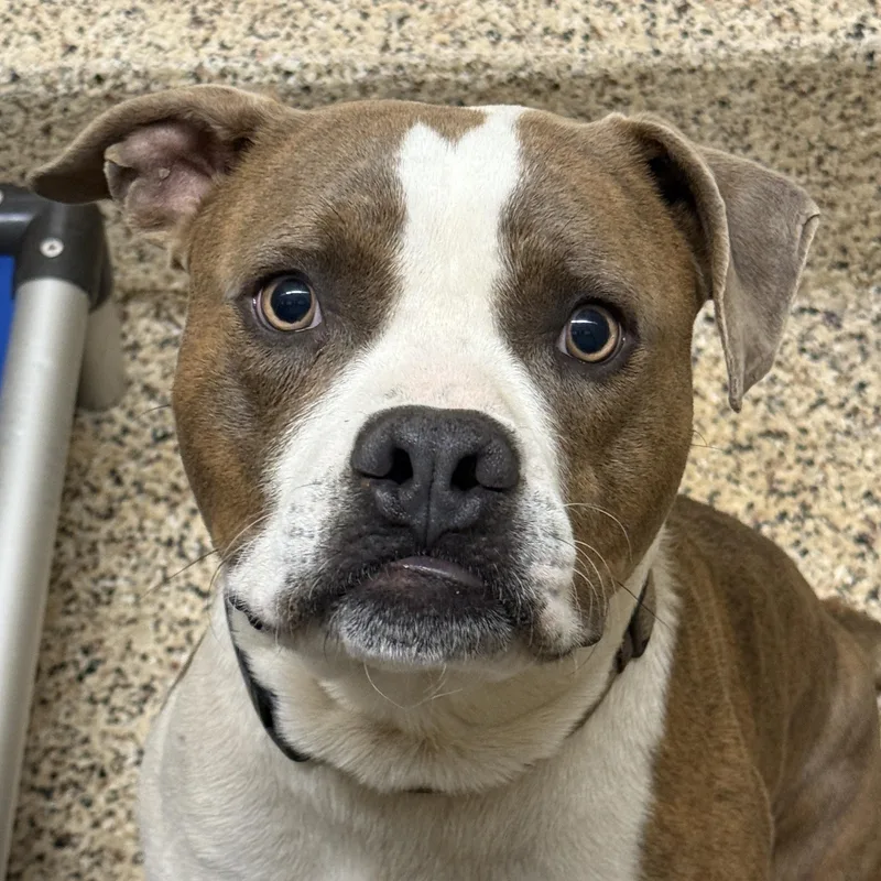 An adult large-sized male Brindle American Bulldog dog named Lionel for adoption in Aiken, SC