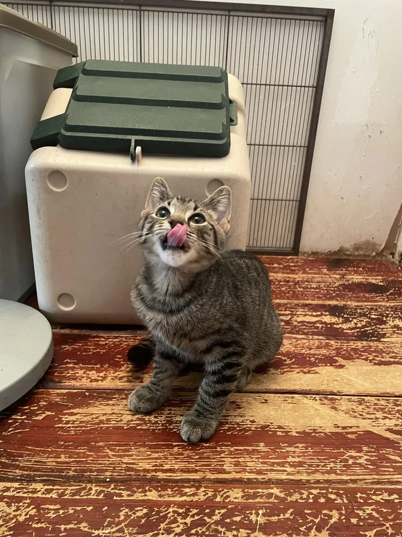 A baby medium-sized female Domestic Short Hair cat named Norberta for adoption in Trenton, NJ