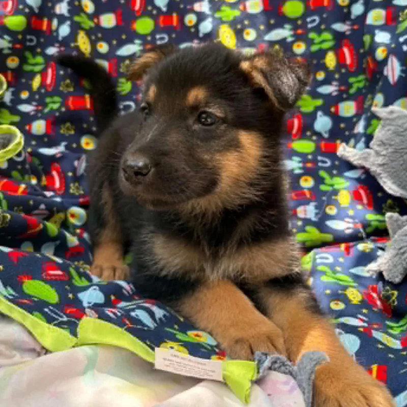 A baby medium-sized male Black Husky dog named Mi Musical for adoption in Andover, MA