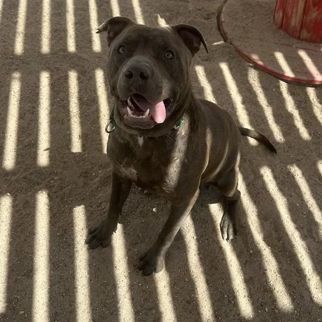 A young medium-sized male Pit Bull Terrier dog named James for adoption in Thousand Palms, CA