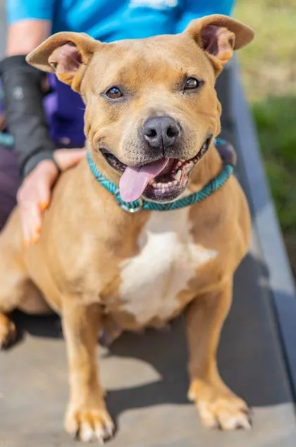 An adult large-sized female Mixed Breed dog named Imani for adoption in Chamblee, GA