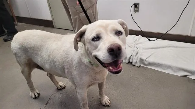 An adult large-sized male Labrador Retriever dog named Oyster Aka Polar Bear for adoption in Tucson, AZ