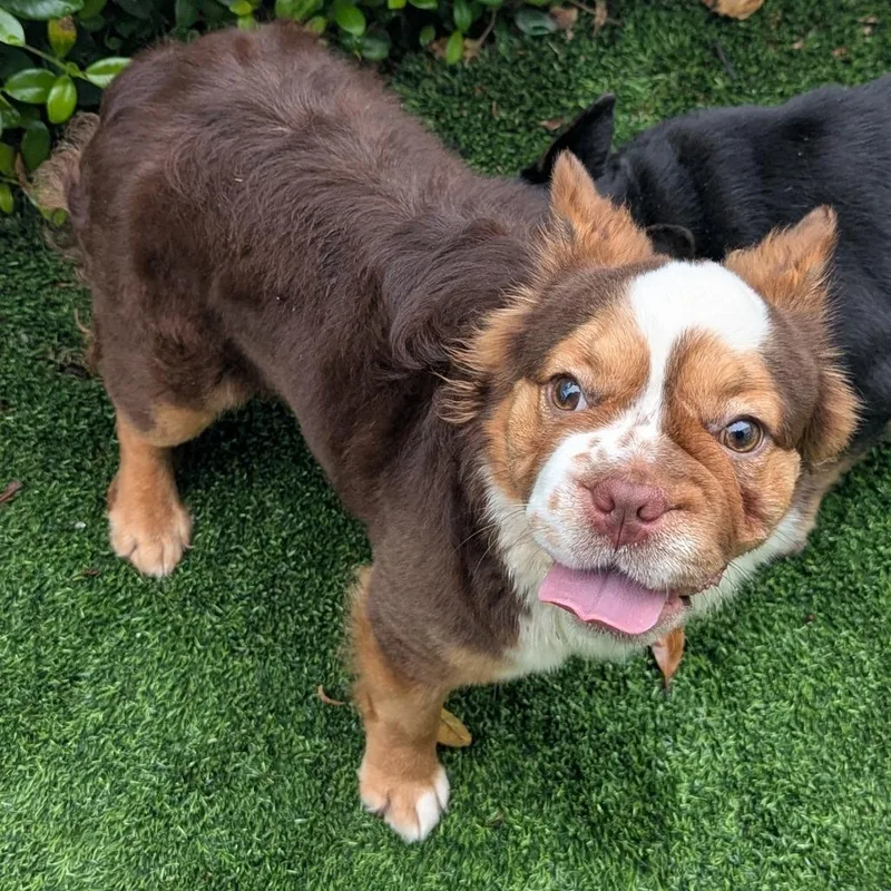 A young small-sized female Brown / Chocolate French Bulldog dog named Emma for adoption in LOXAHATCHEE, FL