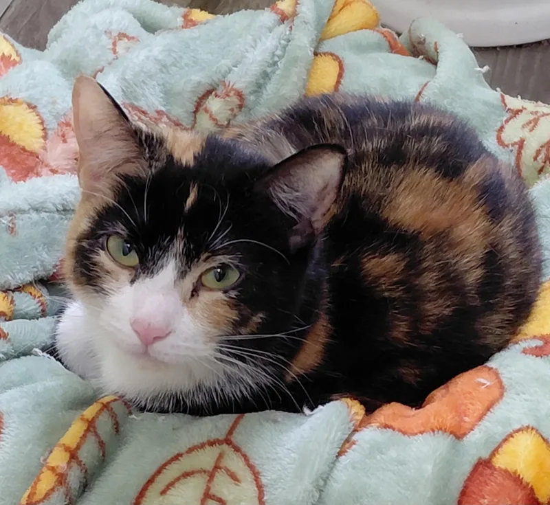 A young medium-sized female Tortoiseshell cat named Inky for adoption in Landenberg, PA