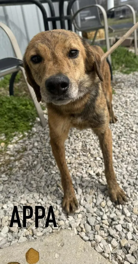 A young medium-sized female Mixed Breed dog named Appa for adoption in Evansville, IN