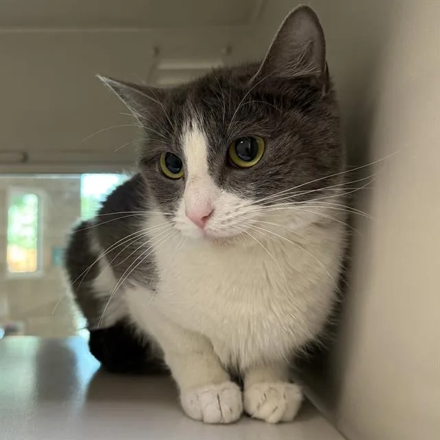 A young medium-sized female Domestic Short Hair cat named Peludo for adoption in Las Vegas, NV
