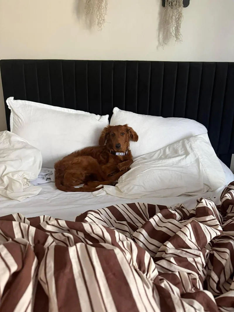 Honey   $ thumbnail 3