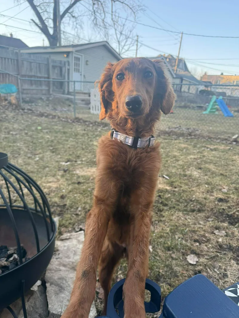 Honey   $ thumbnail 4