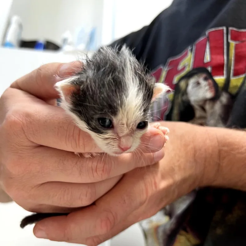 A baby small-sized male White Domestic Short Hair cat named Pebbles for adoption in Spokane, WA