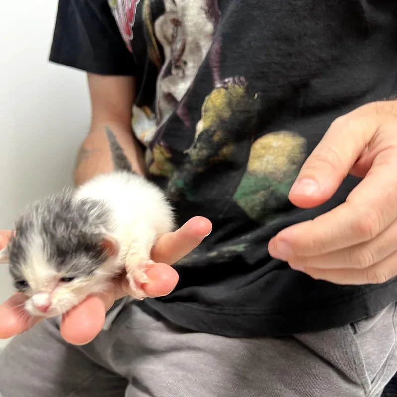 Pebbles thumbnail 5