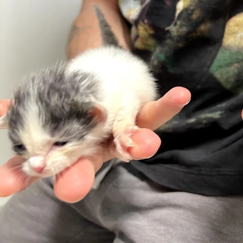 Pebbles thumbnail 6