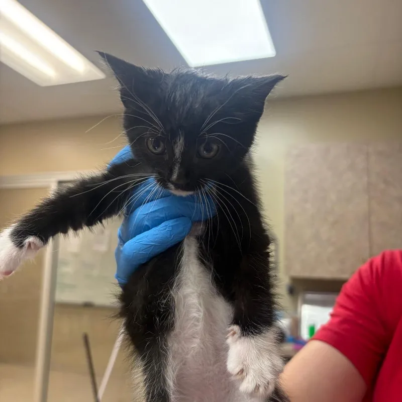 A baby small-sized male Black Domestic Short Hair cat named Walter Whiskers for adoption in Birmingham, AL
