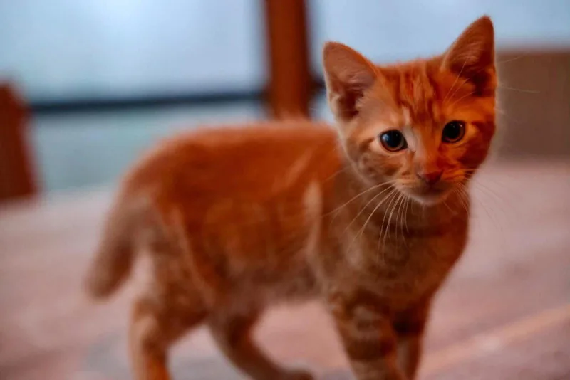 A young medium-sized male Orange / Red Domestic Short Hair cat named Beetlejuice for adoption in Duluth, MN