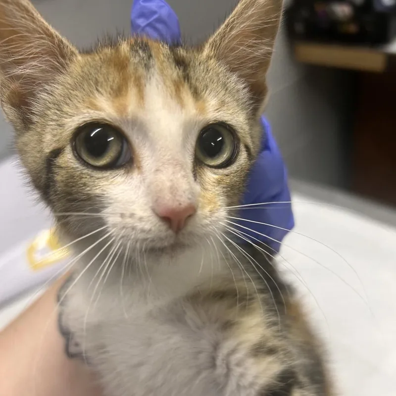A baby small-sized female Calico Domestic Short Hair cat named Shimmer for adoption in Summerville, SC